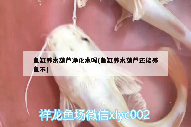 魚缸養(yǎng)水葫蘆凈化水嗎(魚缸養(yǎng)水葫蘆還能養(yǎng)魚不)