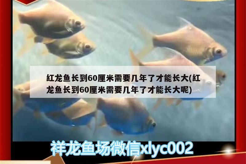 紅龍魚長到60厘米需要幾年了才能長大(紅龍魚長到60厘米需要幾年了才能長大呢) 養(yǎng)魚的好處