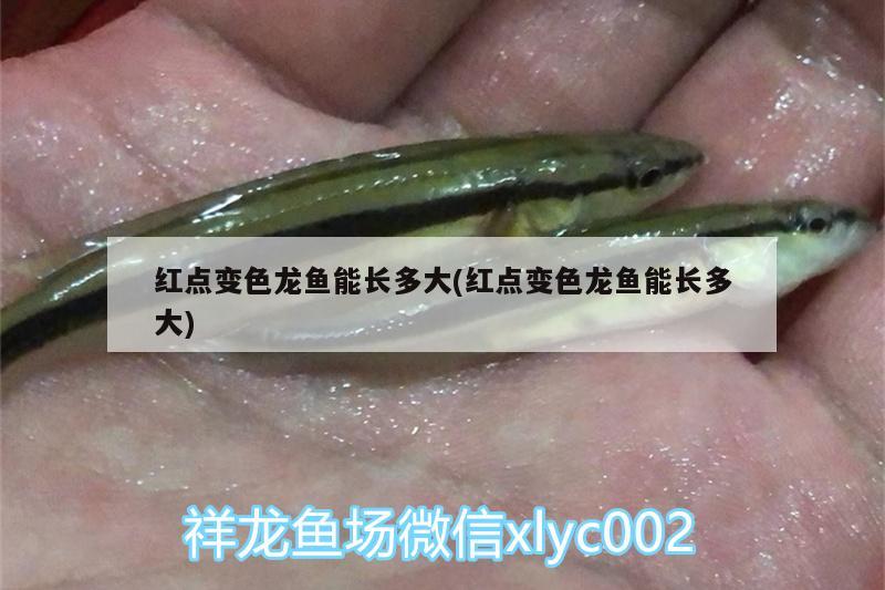 紅點(diǎn)變色龍魚能長多大(紅點(diǎn)變色龍魚能長多大)