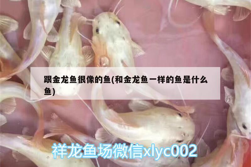 跟金龍魚很像的魚(和金龍魚一樣的魚是什么魚)