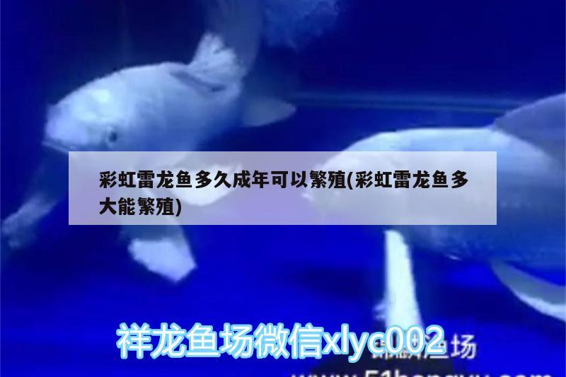 魚缸里水渾濁了怎么辦視頻教程（魚缸水渾濁原因和解決方案視頻） 純血皇冠黑白魟魚 第3張