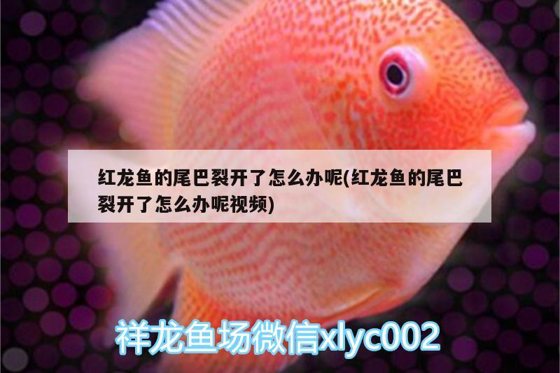 紅龍魚的尾巴裂開了怎么辦呢(紅龍魚的尾巴裂開了怎么辦呢視頻)