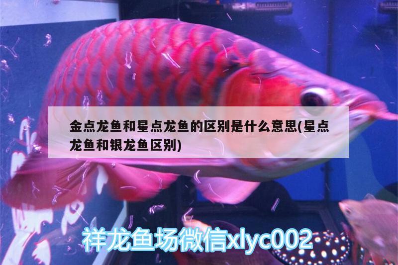 養(yǎng)紅腹水虎魚多大魚缸合適（紅腹水虎養(yǎng)多大肚子才大面積紅，我1米的缸）