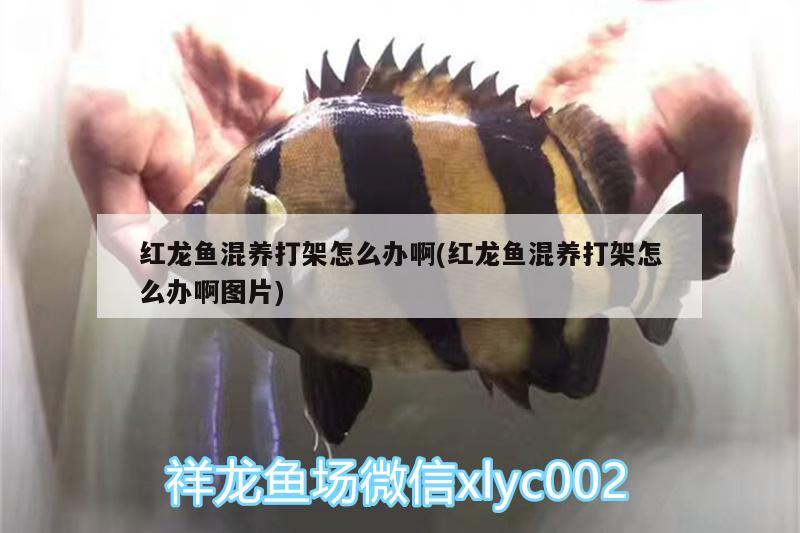 紅龍魚混養(yǎng)打架怎么辦啊(紅龍魚混養(yǎng)打架怎么辦啊圖片)