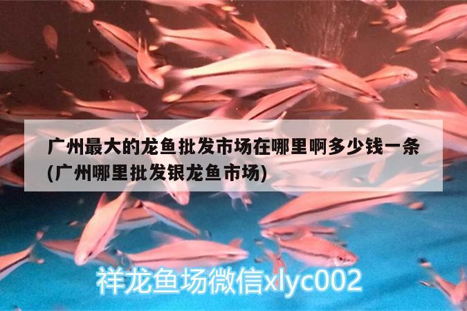 魚缸里水渾濁了怎么辦視頻教程（魚缸水渾濁原因和解決方案視頻） 純血皇冠黑白魟魚 第1張