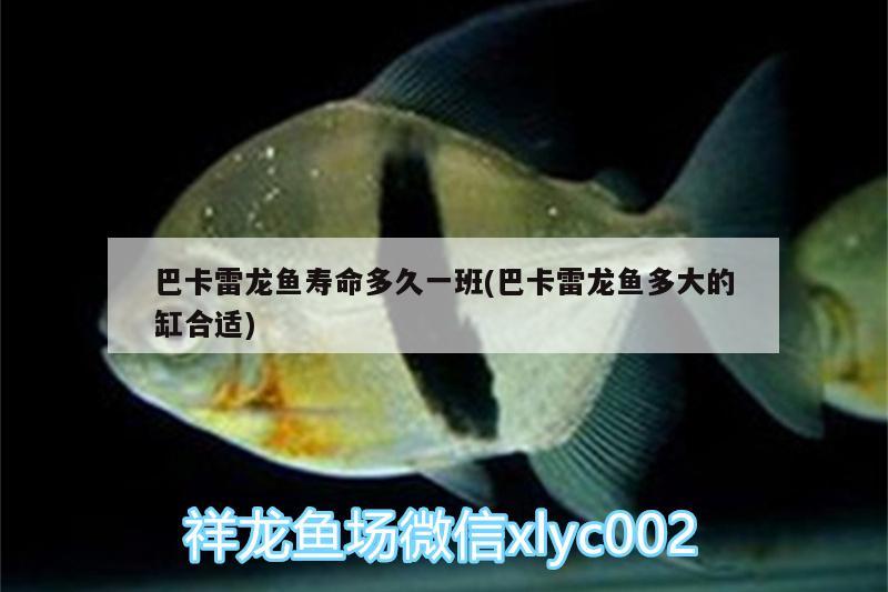 巴卡雷龍魚(yú)壽命多久一班(巴卡雷龍魚(yú)多大的缸合適) 巴卡雷龍魚(yú)