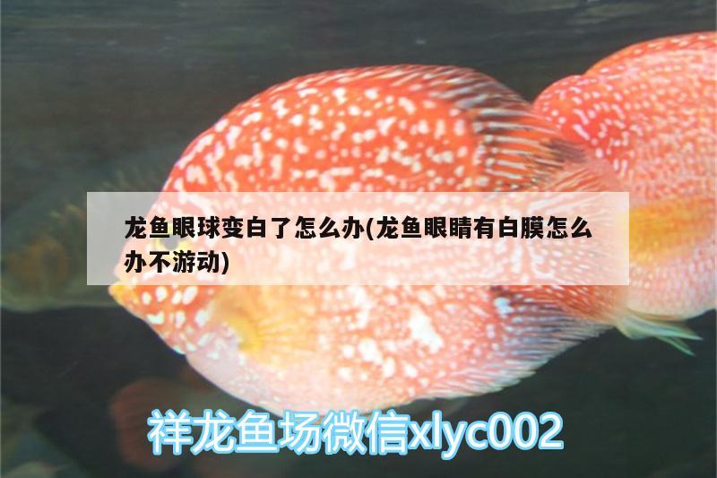 龍魚眼球變白了怎么辦(龍魚眼睛有白膜怎么辦不游動) 鴨嘴鯊魚