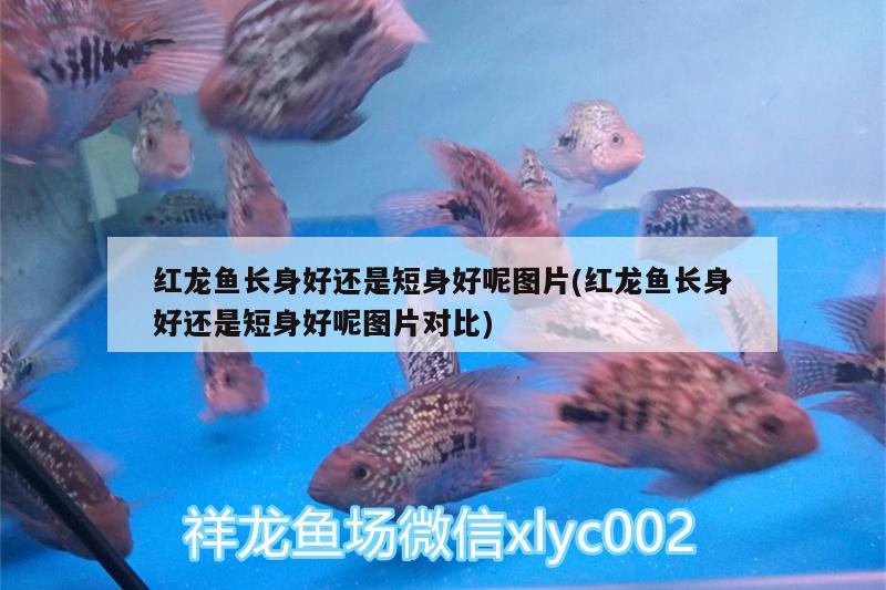 紅龍魚長身好還是短身好呢圖片(紅龍魚長身好還是短身好呢圖片對比) 虎魚百科