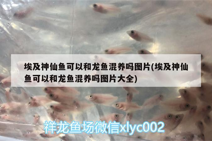 埃及神仙魚可以和龍魚混養(yǎng)嗎圖片(埃及神仙魚可以和龍魚混養(yǎng)嗎圖片大全) 埃及神仙魚