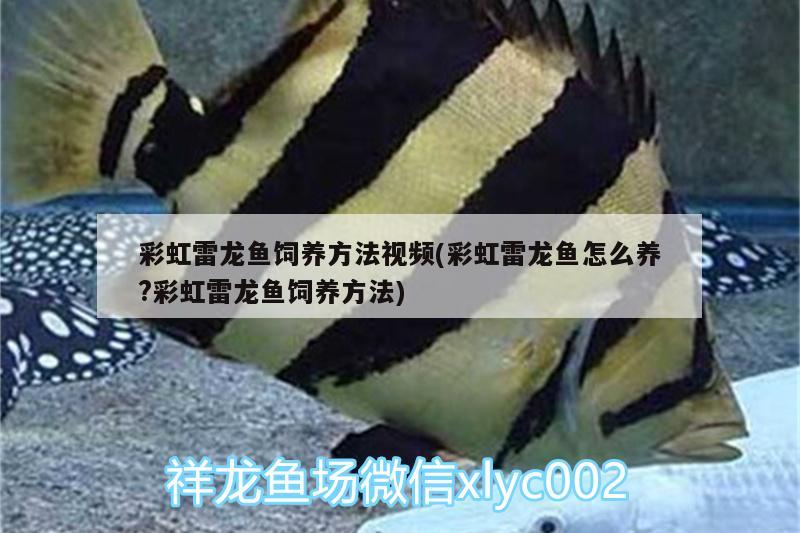 彩虹雷龍魚飼養(yǎng)方法視頻(彩虹雷龍魚怎么養(yǎng)?彩虹雷龍魚飼養(yǎng)方法)