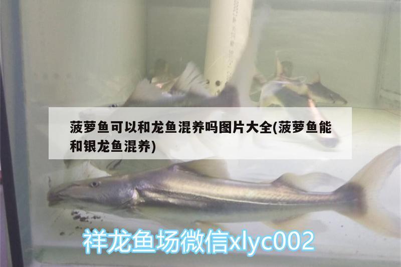 菠蘿魚可以和龍魚混養(yǎng)嗎圖片大全(菠蘿魚能和銀龍魚混養(yǎng)) 銀龍魚