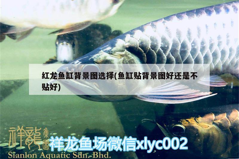 烏魯木齊最大的魚市場(chǎng)（烏魯木齊最大的魚市場(chǎng)在哪里）