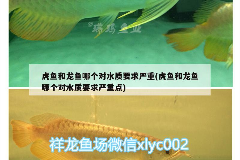 虎魚和龍魚哪個對水質(zhì)要求嚴重(虎魚和龍魚哪個對水質(zhì)要求嚴重點) 虎魚百科