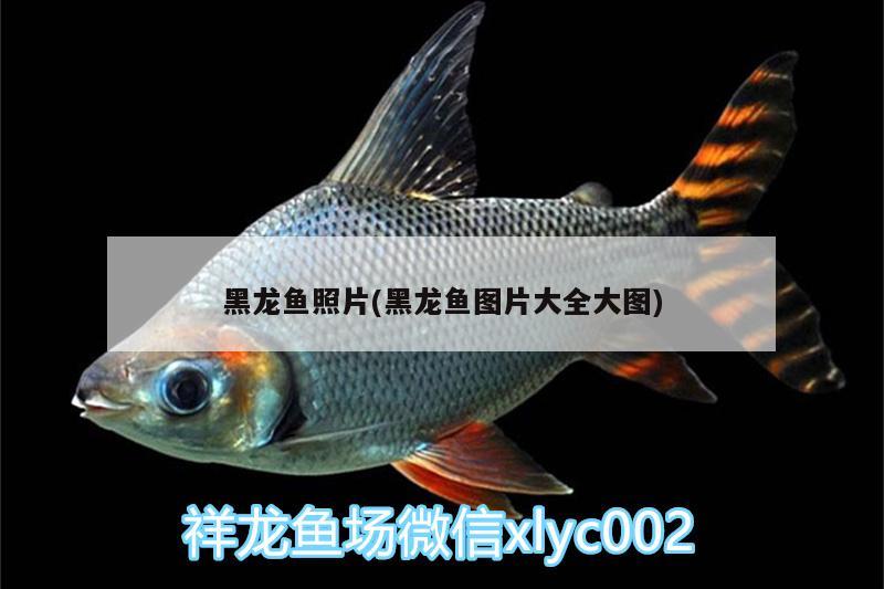 黑龍魚(yú)照片(黑龍魚(yú)圖片大全大圖)