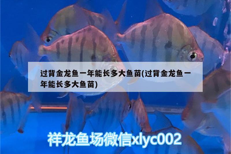 水草魚缸造景圖片大全集 水草魚缸造景圖片大全集高清