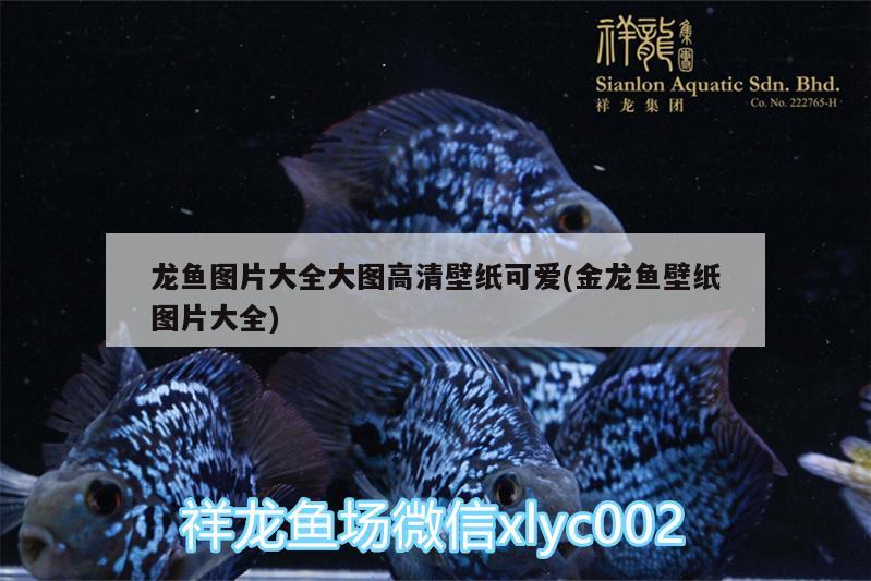 龍魚圖片大全大圖高清壁紙可愛(ài)(金龍魚壁紙圖片大全)