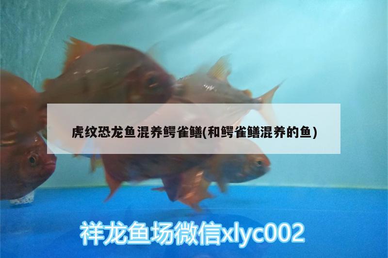 虎紋恐龍魚(yú)混養(yǎng)鱷雀鱔(和鱷雀鱔混養(yǎng)的魚(yú))