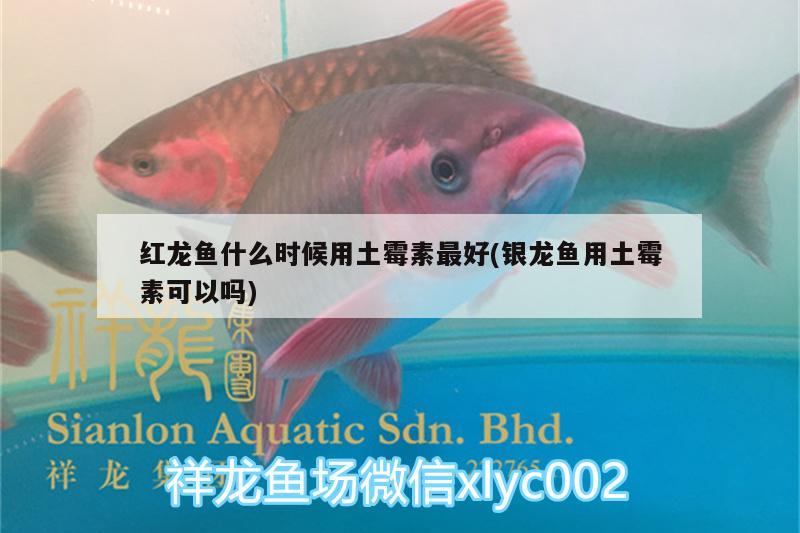 紅龍魚什么時(shí)候用土霉素最好(銀龍魚用土霉素可以嗎)