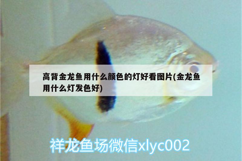 高背金龍魚(yú)用什么顏色的燈好看圖片(金龍魚(yú)用什么燈發(fā)色好) 高背金龍魚(yú)