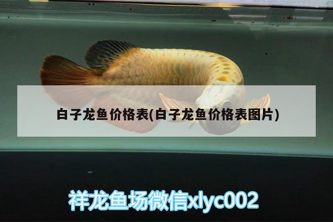 白子龍魚(yú)價(jià)格表(白子龍魚(yú)價(jià)格表圖片)