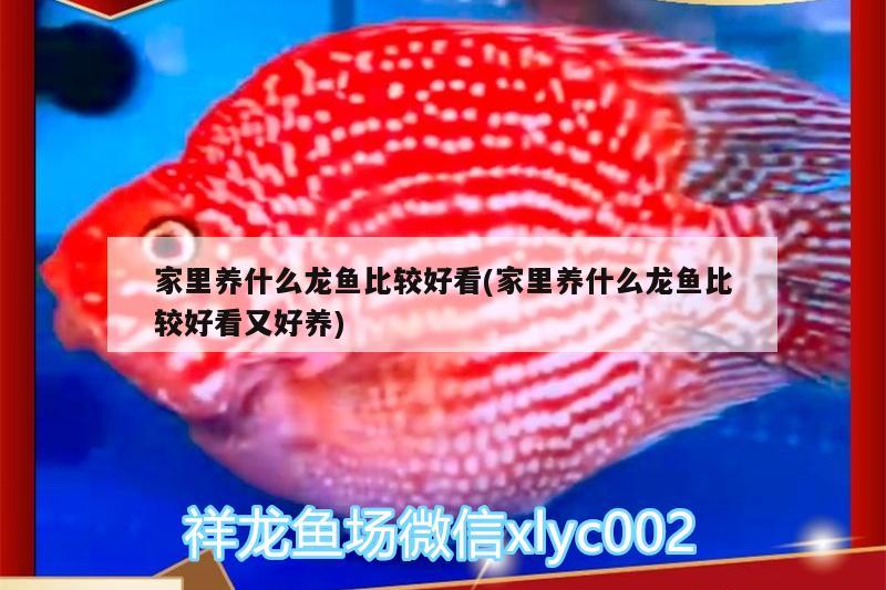 家里養(yǎng)什么龍魚比較好看(家里養(yǎng)什么龍魚比較好看又好養(yǎng))