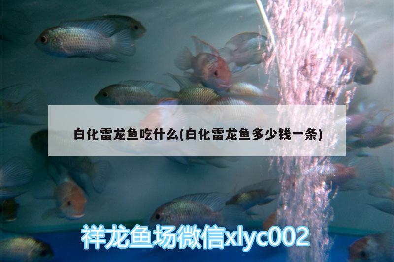 白化雷龍魚(yú)吃什么(白化雷龍魚(yú)多少錢(qián)一條)