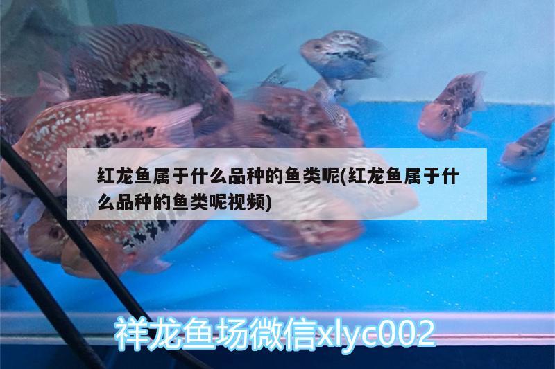 紅龍魚屬于什么品種的魚類呢(紅龍魚屬于什么品種的魚類呢視頻)