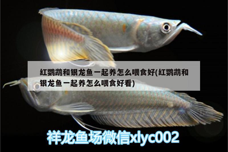 紅鸚鵡和銀龍魚一起養(yǎng)怎么喂食好(紅鸚鵡和銀龍魚一起養(yǎng)怎么喂食好看) 鸚鵡魚