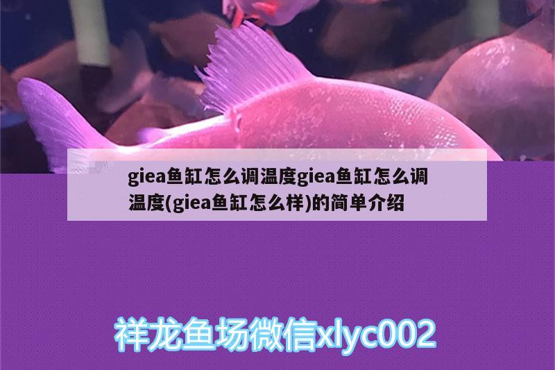 giea魚缸怎么調(diào)溫度giea魚缸怎么調(diào)溫度(giea魚缸怎么樣)的簡單介紹 祥龍龍魚專用水族燈