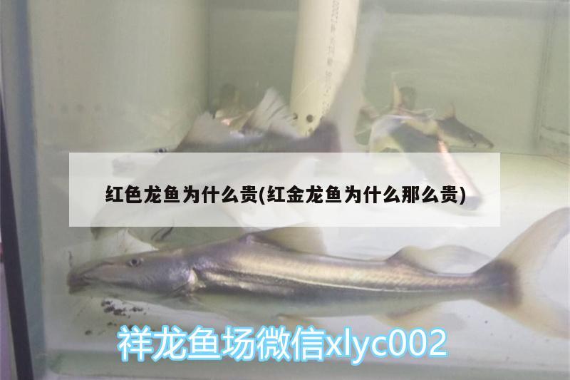 紅色龍魚為什么貴(紅金龍魚為什么那么貴)