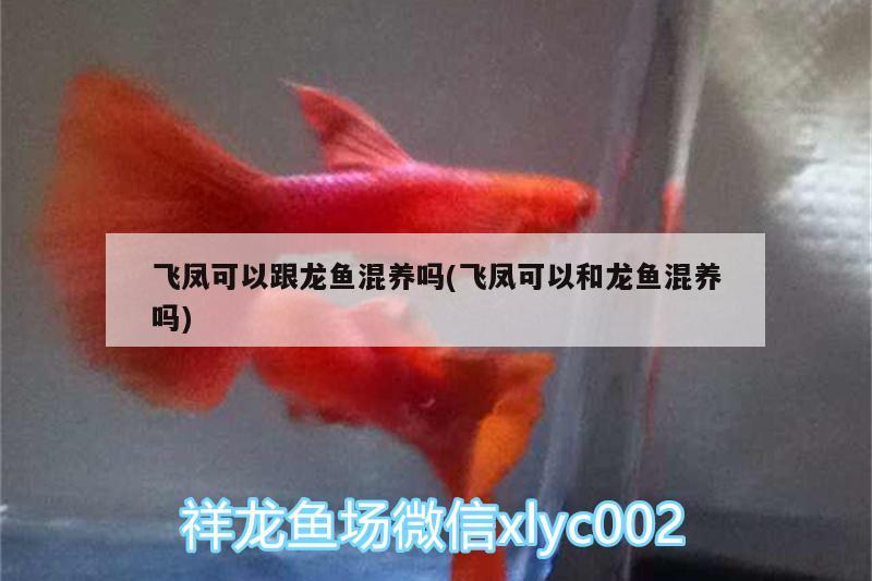 飛鳳可以跟龍魚(yú)混養(yǎng)嗎(飛鳳可以和龍魚(yú)混養(yǎng)嗎) 非洲金鼓魚(yú)