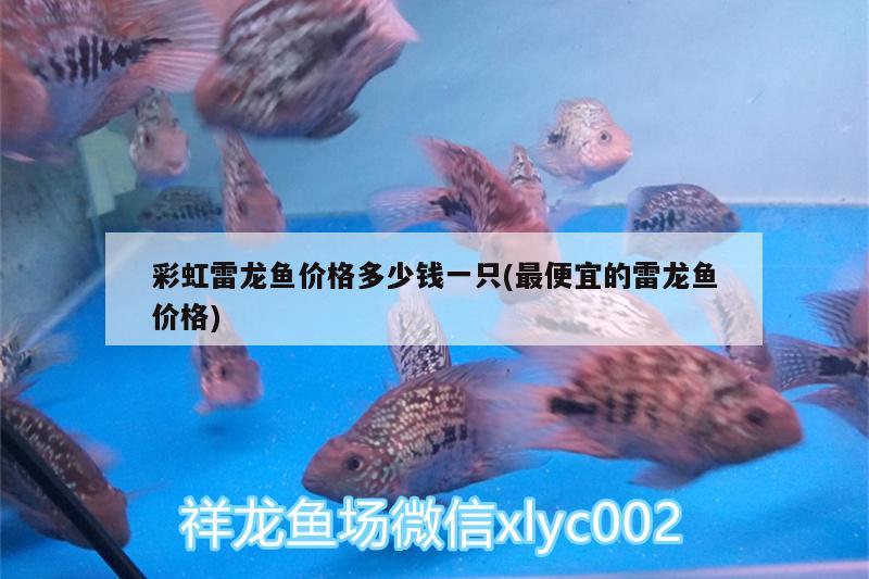 彩虹雷龍魚(yú)價(jià)格多少錢一只(最便宜的雷龍魚(yú)價(jià)格)