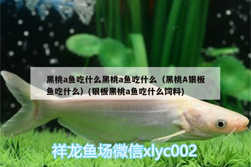 黑桃a魚(yú)吃什么黑桃a魚(yú)吃什么（黑桃A銀板魚(yú)吃什么）(銀板黑桃a魚(yú)吃什么飼料)