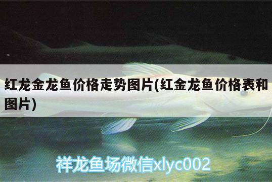 吳忠魚缸訂做（吳忠魚缸訂做店） 赤焰中國(guó)虎魚 第3張