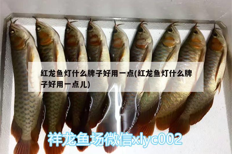 紅龍魚燈什么牌子好用一點(紅龍魚燈什么牌子好用一點兒) 觀賞龜/鱉飼料