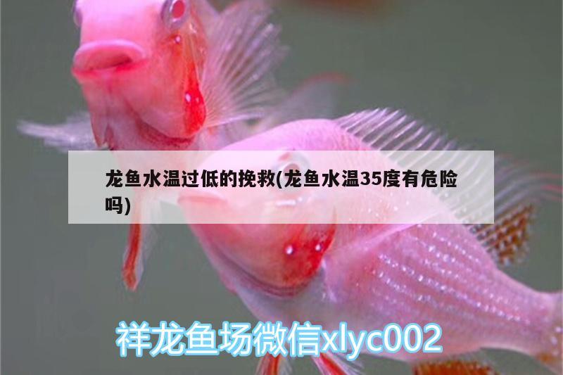 龍魚水溫過低的挽救(龍魚水溫35度有危險嗎)