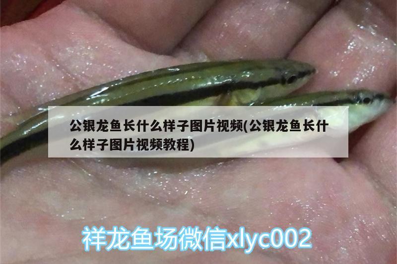 公銀龍魚長什么樣子圖片視頻(公銀龍魚長什么樣子圖片視頻教程) 銀龍魚