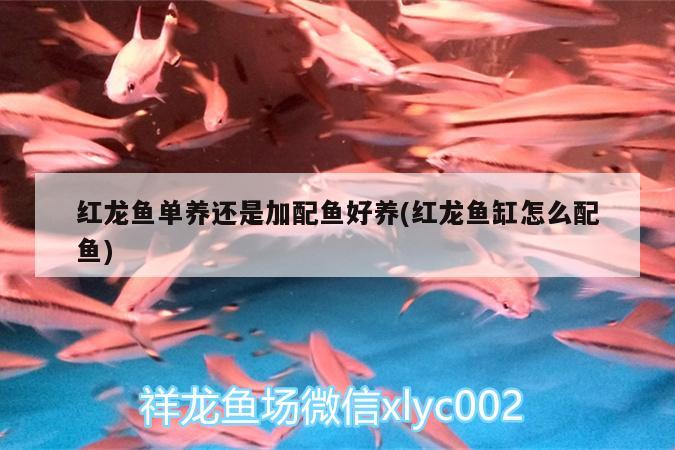 血鉆魚多大可以繁殖后代，帝王血鉆魚多大可以繁殖后代（帝王血鉆多大可以繁殖后代） 帝王血鉆 第1張