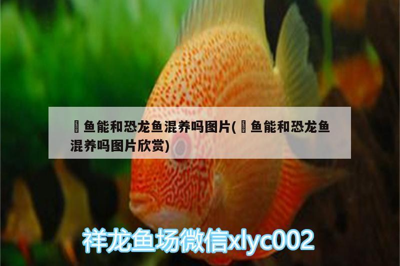 惠州金龍魚有限公司怎么樣招聘（ 廣東金龍魚公司總部地址）