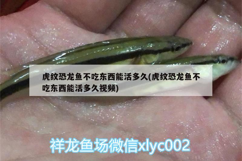 虎紋恐龍魚不吃東西能活多久(虎紋恐龍魚不吃東西能活多久視頻)