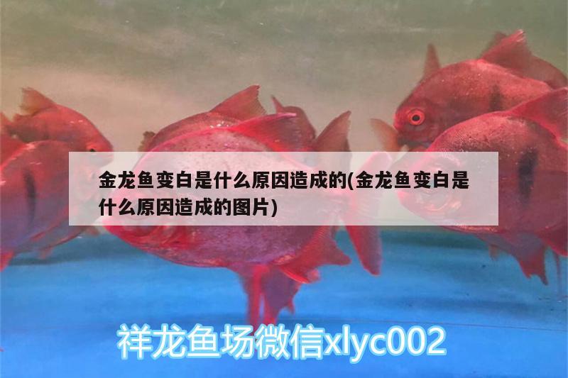 金龍魚變白是什么原因造成的(金龍魚變白是什么原因造成的圖片)