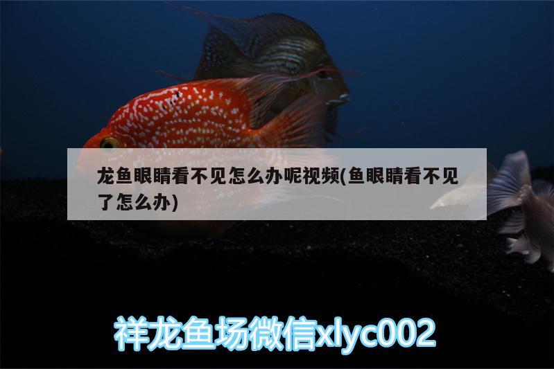 龍魚(yú)眼睛看不見(jiàn)怎么辦呢視頻(魚(yú)眼睛看不見(jiàn)了怎么辦) 白子紅龍魚(yú)