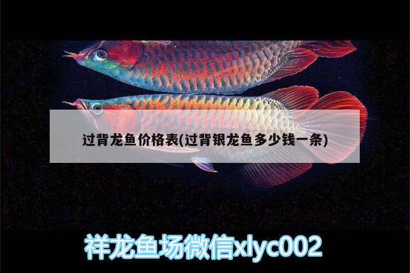 過背龍魚價(jià)格表(過背銀龍魚多少錢一條)