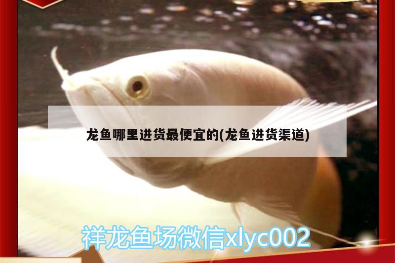 龍魚哪里進貨最便宜的(龍魚進貨渠道) 泰國虎魚