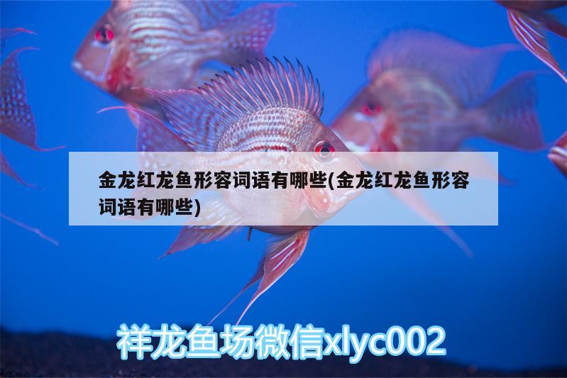 金龍紅龍魚形容詞語有哪些(金龍紅龍魚形容詞語有哪些) 細(xì)線銀板魚苗