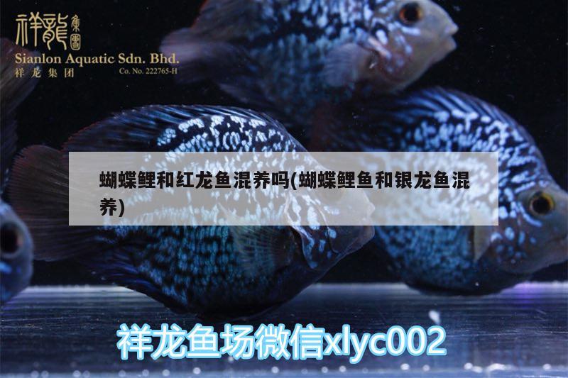 家庭水族館魚缸設(shè)計效果圖大全（家庭海水魚缸要怎么選擇） 泰國虎魚 第1張