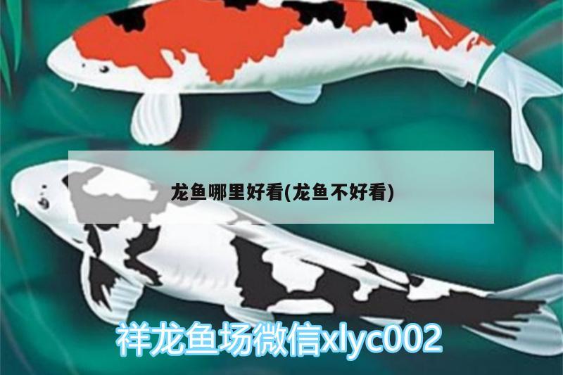 龍魚哪里好看(龍魚不好看) 觀賞魚魚苗