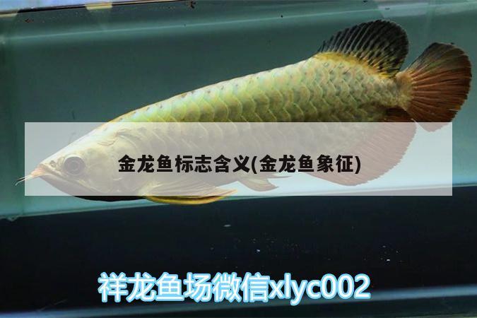 金龍魚標志含義(金龍魚象征) 哥倫比亞巨暴魚苗