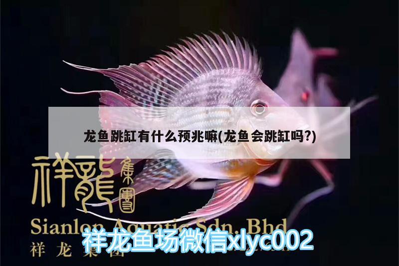 龍魚跳缸有什么預(yù)兆嘛(龍魚會跳缸嗎?) 成吉思汗鯊（球鯊）魚