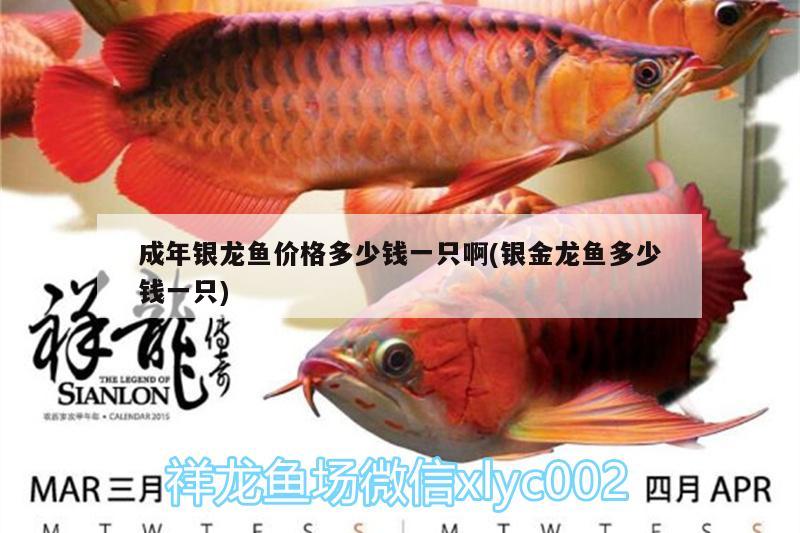 成年銀龍魚價格多少錢一只啊(銀金龍魚多少錢一只) 銀龍魚百科